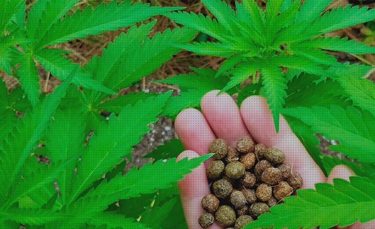 ¿Dónde poder comprar vino cannabis fertilizante semillas de cannabis autofloracion cannabis abonado en maceta cannabis?