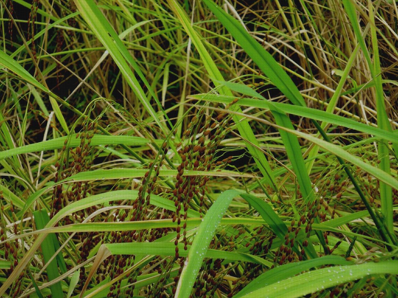 Las mejores marcas de semillas de cañamo pelado naturgreen semillas cañamo naturgreen articulo sancion olor a marihuana almidón semillas de cañamo