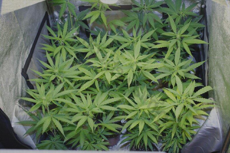 Los 5 Mejores Armarios De Marihuanas 1m 2m