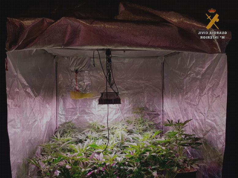 ¿Dónde poder comprar marihuana garganta seca marihuanas armario de marihuanas 25 plantas?