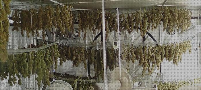 Review de armario secado cannabis