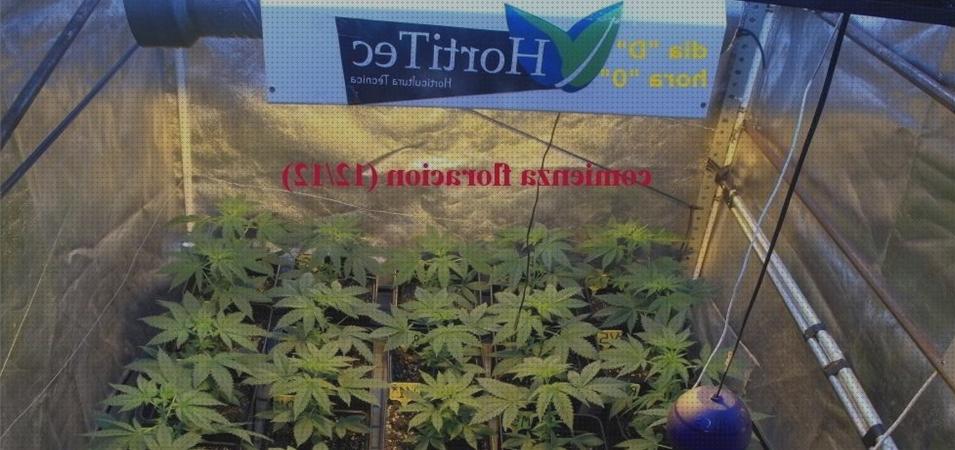 Las mejores floracion armario vegetativo y floracion de marihuana