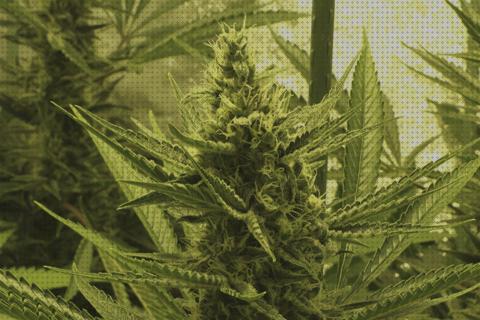 Opiniones de los 19 mejores Armarios De Cannabis Completos