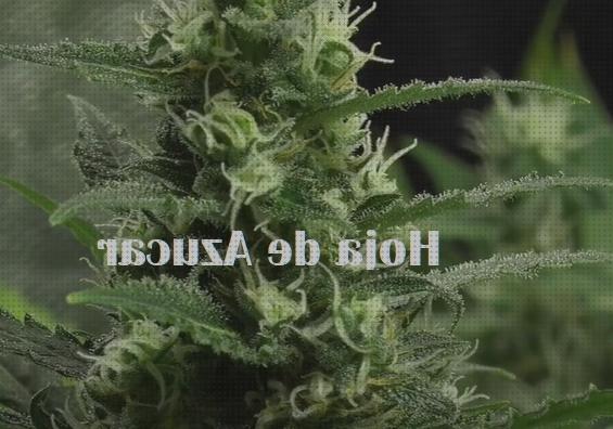 Las mejores marcas de semillas marihuana plantas pequeñas azucar al secar las plantas marihuana