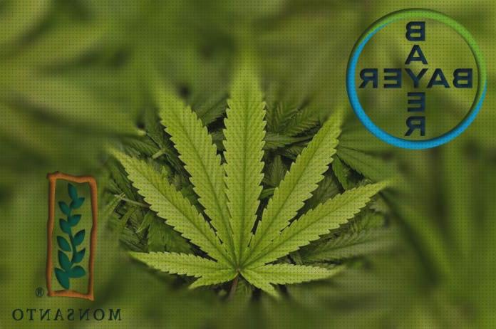 Los 36 Mejores Bayer Semillas De Cannabis