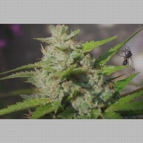Review de biohazard semilla de cannabis