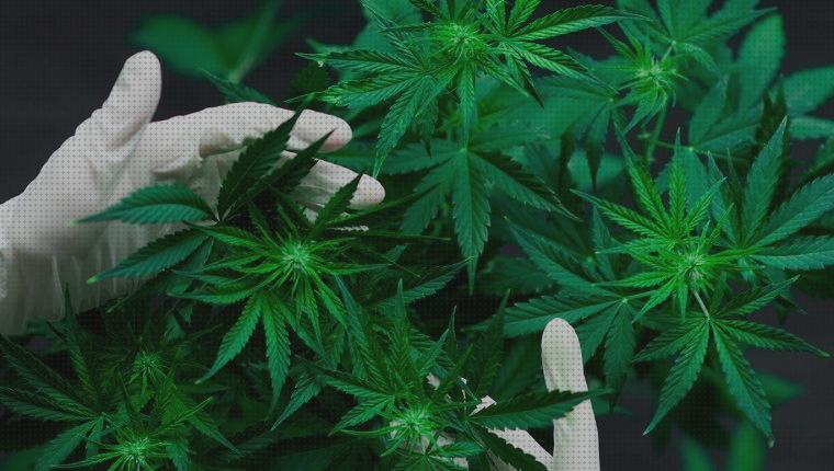 Review de bolsa de toronto cannabis