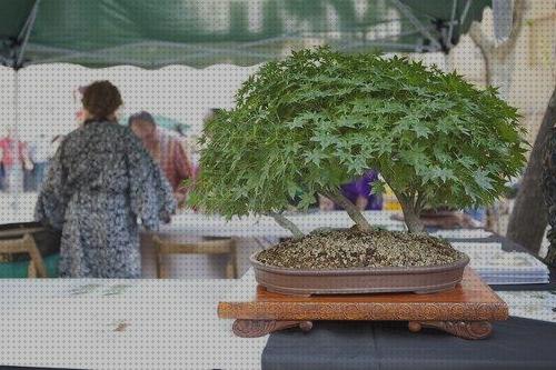 Las mejores marcas de bonsai