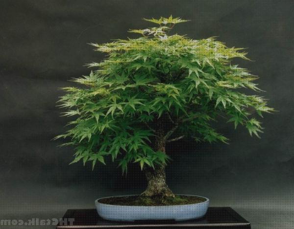 Las mejores bonsai