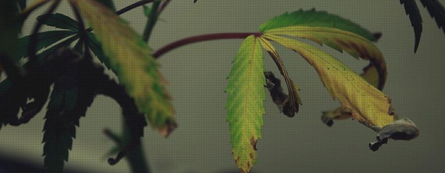 ¿Dónde poder comprar marihuanas bordes secos hojas marihuanas?