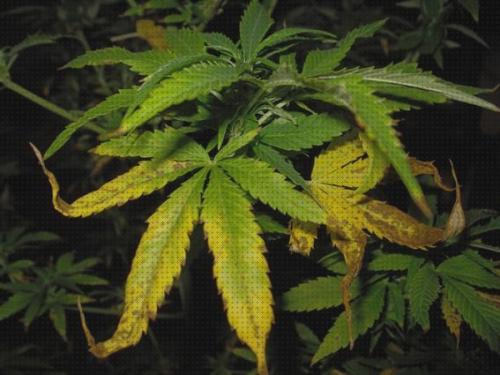 Review de bordes secos hojas marihuanas
