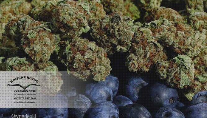 Mejores 28 burberry semillas marihuanas bajo análisis