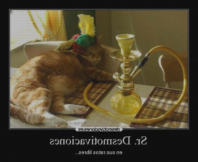 Las 33 Mejores cachimbas humores