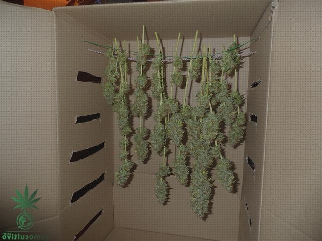 Las mejores marcas de cajas cajas de secado marihuana