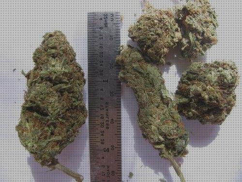 Review de calidad cosecha marihuana interior