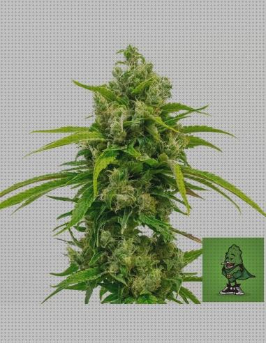 ¿Dónde poder comprar marihuana semillas cbd cañamo cbd semillas?