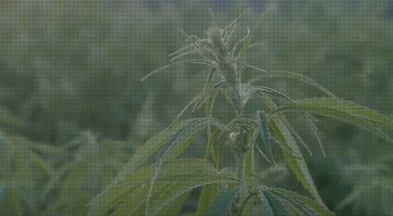 Review de cannabigerol semillas marihuana