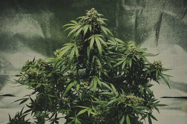 Los 27 Mejores cannabis autoflorecientes riegos