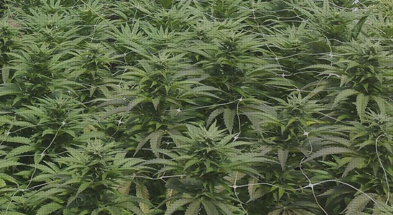 ¿Dónde poder comprar cannabis cannabis campo cosechas?
