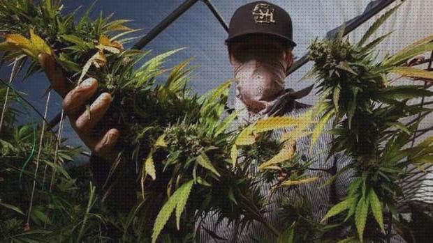 Análisis de los 22 mejores cannabis campos cosechas