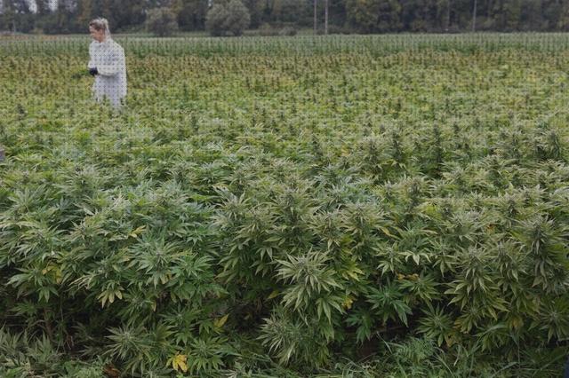 Las mejores cannabis cannabis campo cosechas