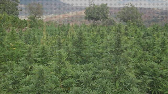 Review de cannabis campo cosechas