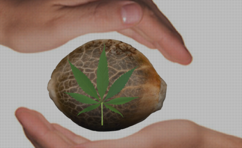 Review de los 26 mejores cannabis conservar semillas