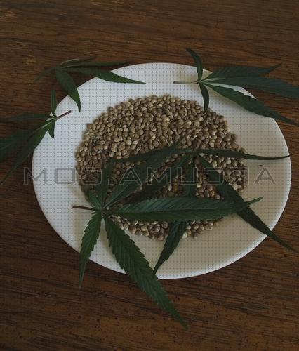 Review de cannabis conservar semillas