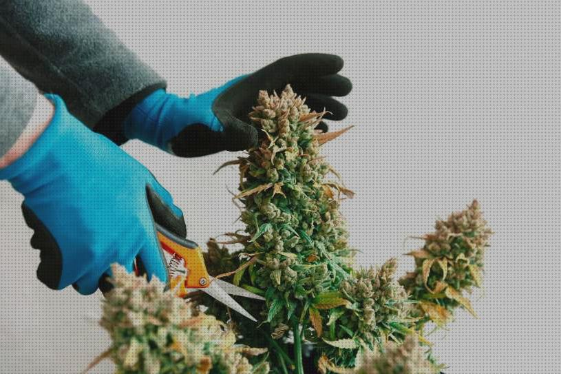 ¿Dónde poder comprar cosecha cannabis cannabis cosecha temprana?