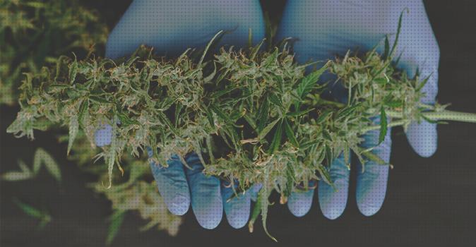 Las mejores cosecha de cannabis vino cannabis fertilizante semillas de cannabis autofloracion cannabis cosecha y cura