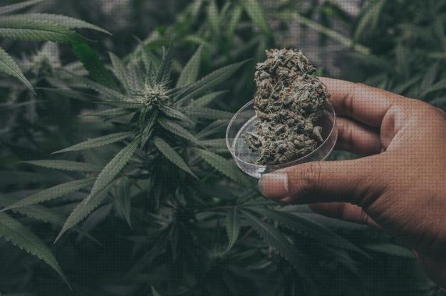 ¿Dónde poder comprar cultivo semilla cannabis cannabis cannabis cultivo interior una gran maceta?