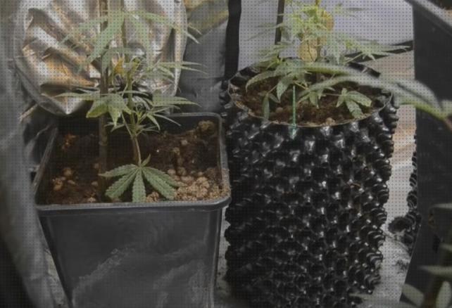 Las mejores cultivo semilla cannabis cannabis cannabis cultivo interior una gran maceta