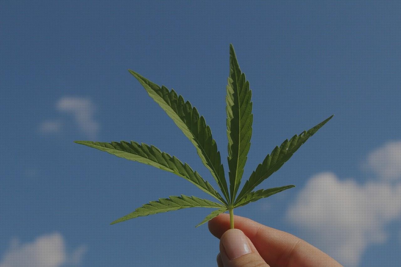 Las mejores cannabis fertilizantes naturais
