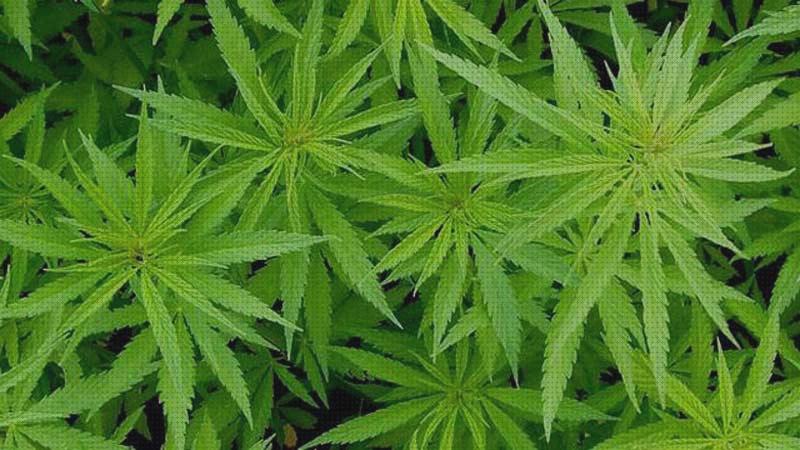 Las mejores fumar cannabis cannabis fumar las hojas secas