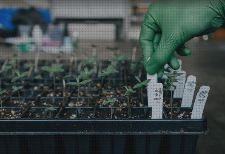 TOP 11 productos para cannabis genotyping kit a la venta