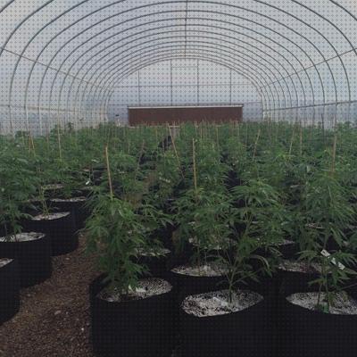 Los 20 Mejores cannabis greenhouse kits del mundo