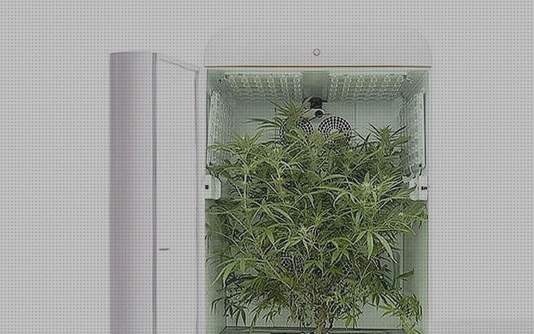 Review de cannabis grow box kit
