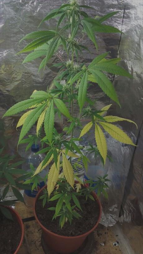 Las mejores cannabis hojas amarillas y secas