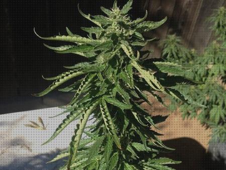 ¿Dónde poder comprar puntas hojas cannabis cannabis hojas puntas hacia arriba y secas?