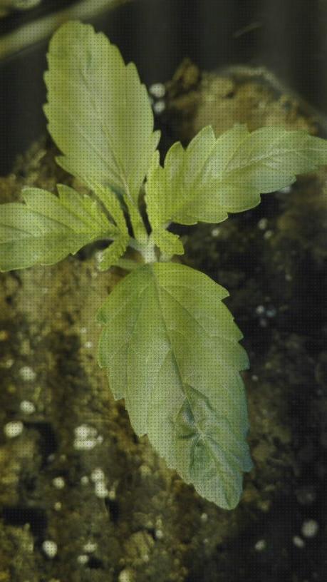 Las mejores puntas hojas cannabis cannabis hojas puntas hacia arriba y secas