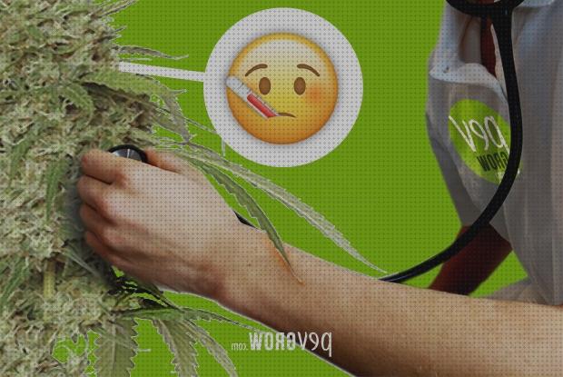 Review de cannabis hojas puntas hacia arriba y secas