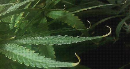 Los 7 Mejores Cannabis Hojas Puntas Secas