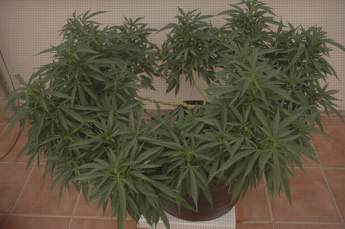 Review de cannabis hojas secas y dobladas
