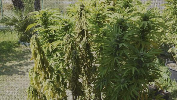 Review de cannabis hongo se secan las ramas