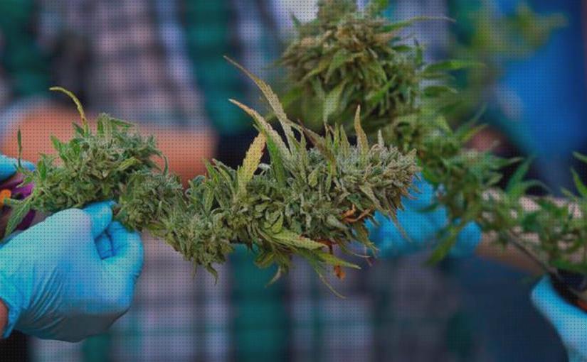 Las mejores indoor cannabis cannabis indoor cuando cosechar