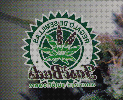 Las mejores magazine cannabis semillas cannabis magazine semillas regalo