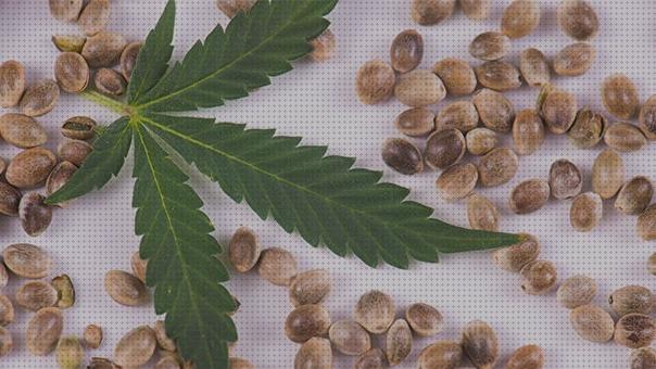 Las mejores marcas de semillas medicinales cannabis cannabis cannabis medicinal semillas