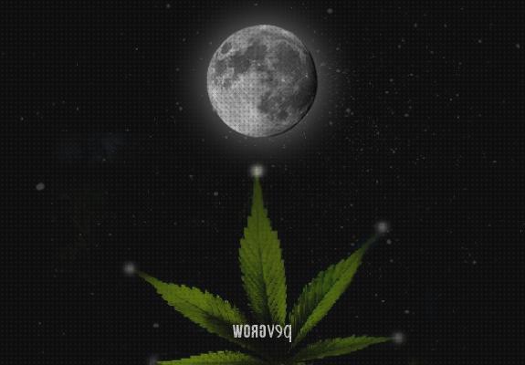 Review de cannabis nuevas semillas 2020