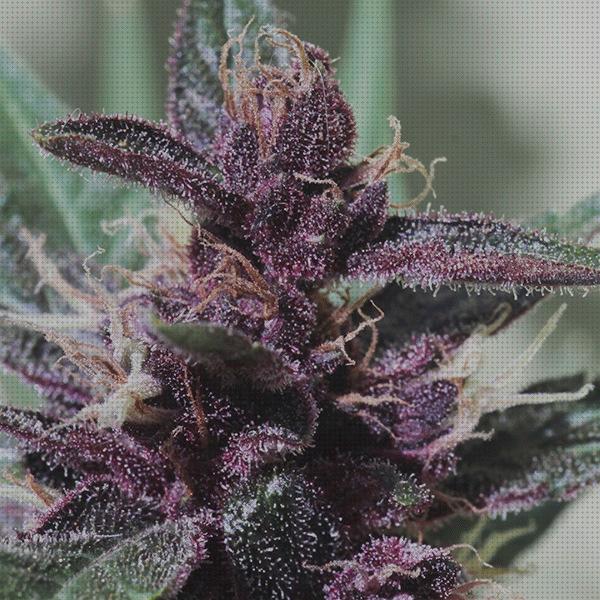 Análisis de los 16 mejores cannabis purple semillas