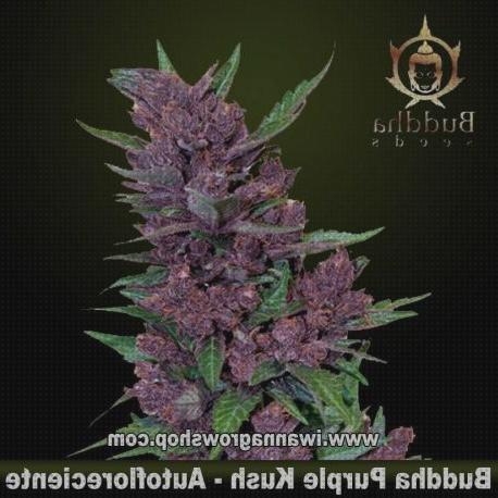 Las mejores cannabis cannabis purple semilla